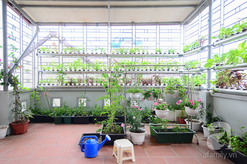 Vườn thủy canh đầy rau sạch trên sân thượng của cô nàng công sở tại Hà Nội