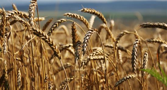 Sản phẩm nông nghiệp Nga sẽ thu thành công lớn vì không có GMO