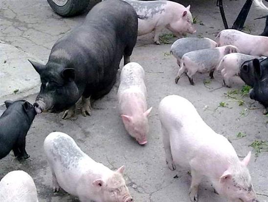 Người Nga thắc mắc tại sao lợn của Việt Nam bé còi