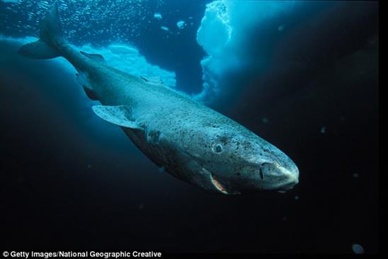 Cá mập 400 tuổi có thể giúp con người sống 