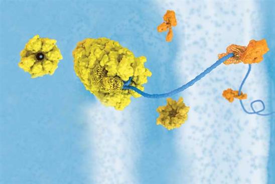 Protein sốc nhiệt là gì? Liệu protein có thể giúp chúng ta chống lại ung thư?