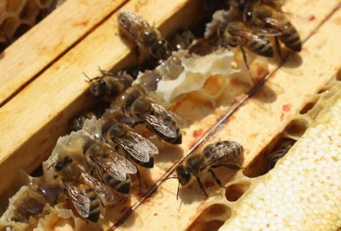 Mật ong có thể thay thế kháng sinh