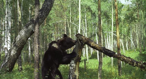 Bất ngờ ở Nga: Gấu trộm hai khẩu súng từ túp lều của thợ săn
