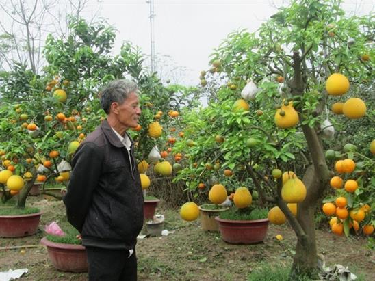 Độc đáo 9 loại quả trên một cây chơi tết, cao nhất vườn 10 triệu đồng/cây