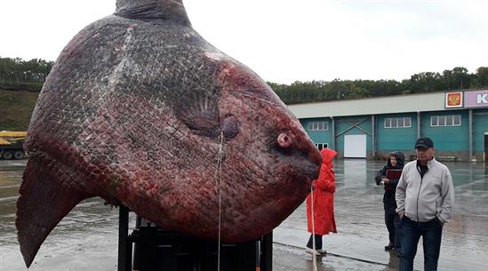Bắt được cá 1 tấn xấu xí, ngư dân Nga quẳng cho gấu ăn