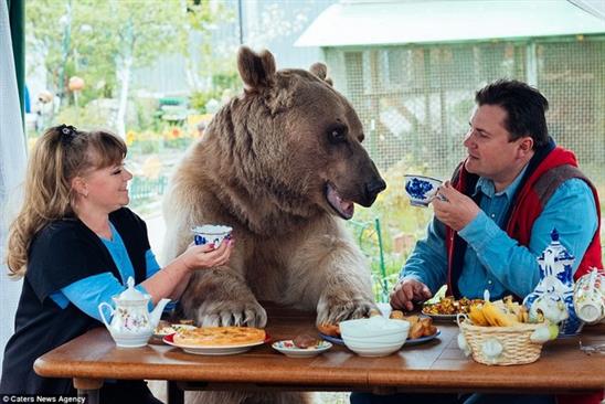Gia đình Nga sống cùng chú gấu 