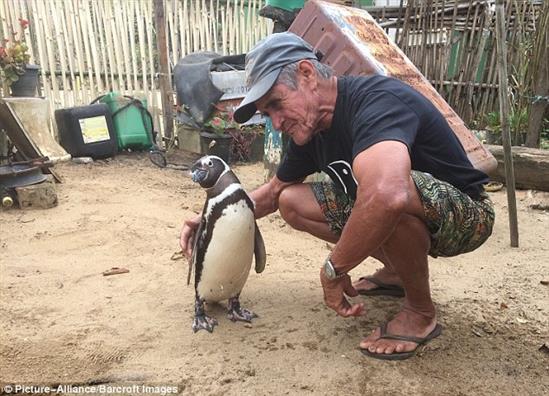 Những hình ảnh mới nhất về chú chim cánh cụt vượt 8.000km đường biển trở về thăm ân nhân