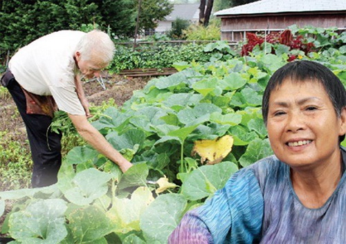 Ngỡ ngàng những vườn rau Việt trên đất tây