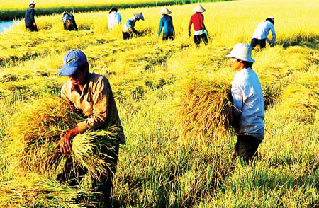 Việt Nam: 40 mươi năm chưa qua khỏi cánh đồng?