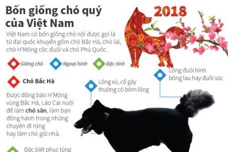 Bạn biết gì về 4 giống chó quý của Việt Nam?