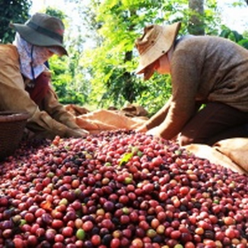 Việt Nam đứng thứ 3 thế giới về cung ứng cà phê, chè cho Nga