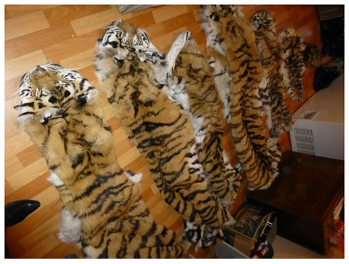 Phá chợ đen buôn bán da hổ quý tại Nga