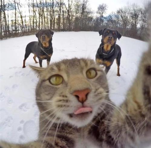 “Ngã ngửa” với chú mèo biết chụp ảnh selfie “sống ảo”
