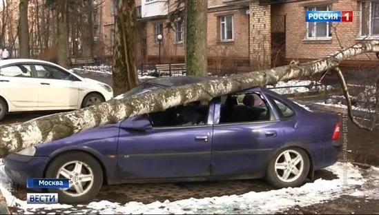 Moskva: Gió to, cây đổ khiến nhiều người bị thương