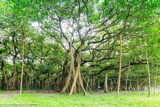 Cận cảnh cây đa cổ thụ có diện tích bằng cả khu rừng ở Ấn Độ