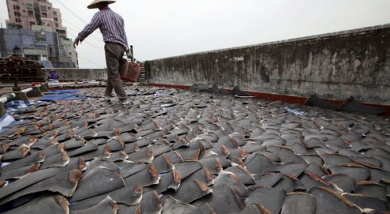 Ecuador bắt ‘tàu ma’ Trung Quốc câu trộm 6.623 cá mập