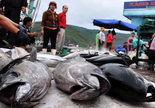 Nguy cơ phá sản dự án cá ngừ sang Nhật