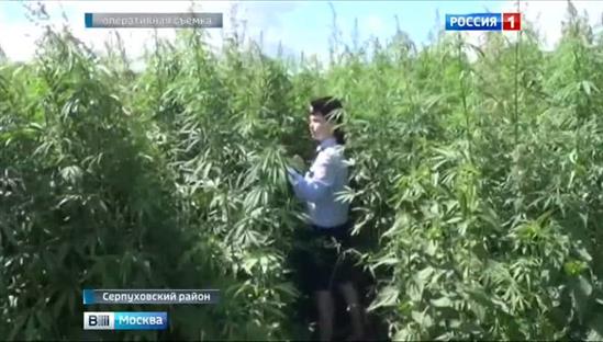 Tiêu huỷ 1,5 tấn cây cần sa ở ngoại ô Moskva