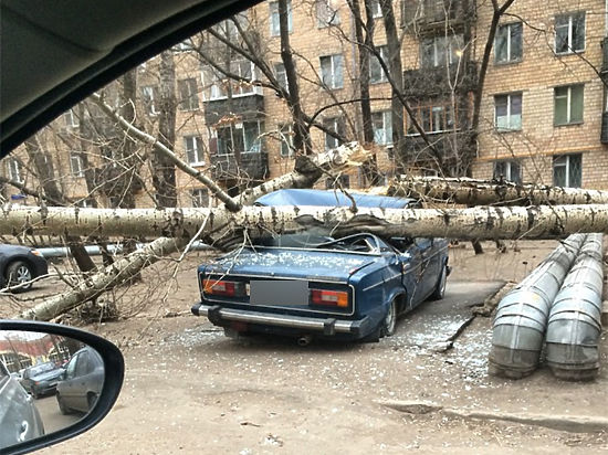 Moskva: Gió mạnh làm gãy đổ hàng chục cây to