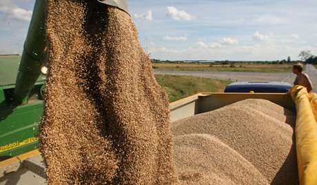 Nga ban hành thuế xuất khẩu lúa mỳ