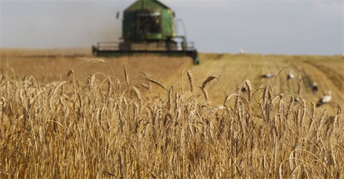 Vì sao Trung Quốc nhiều năm “nhất quyết” không mua lúa mì Nga?