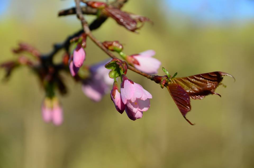 Moskva: Sakura bắt đầu nở hoa trong vườn Nhật bản