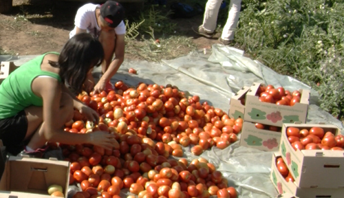 Người Việt ở Volgagrad hái trái ngọt từ nông nghiệp