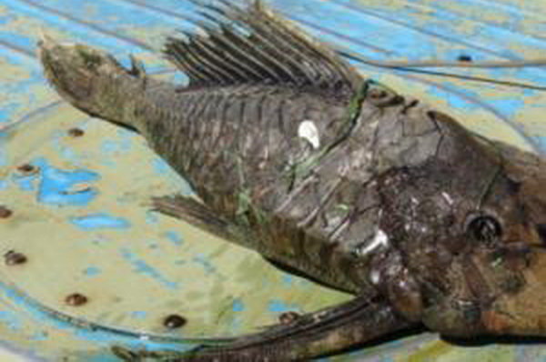 Bắt được cá đột biến đầu rùa vảy hóa thạch ở Nga