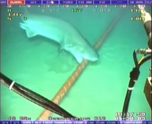 Cá mập trắng “ăn” cáp quang biển của Google