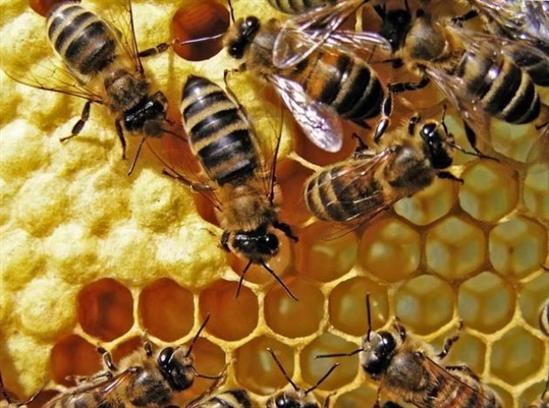 Nga: Sản lượng mật ong có thể suy giảm mạnh do mùa hè mưa lạnh