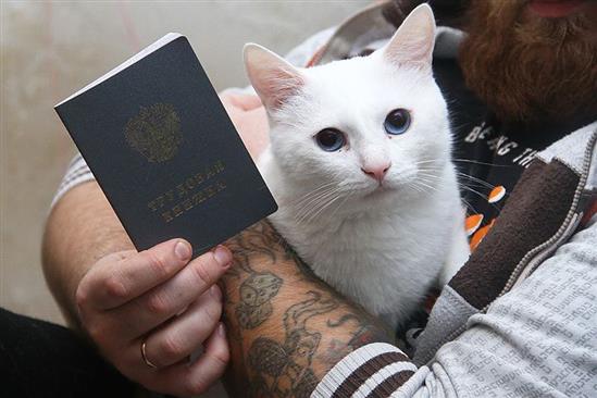 Con mèo đầu tiên nhận lương chính thức ở Nga