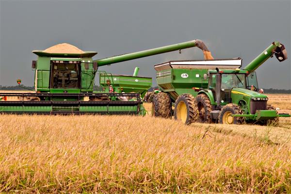 Sau đậu nành, Trung Quốc nhập khẩu gạo Mỹ trước thềm diễn ra cuộc đàm phán thương mại 2019