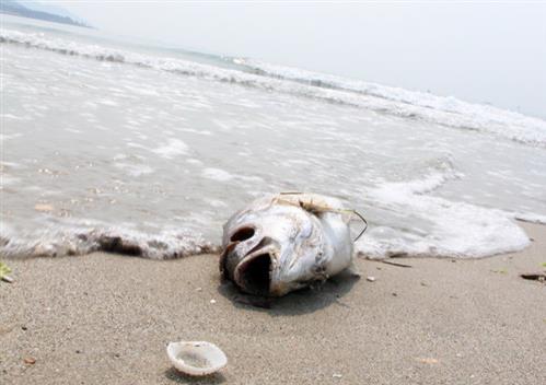 Cá chết dạt tới bờ biển Đà Nẵng