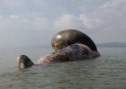 Cận cảnh cá voi khủng chết trôi dạt trên biển
