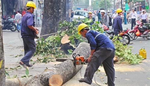 Chủ tịch Hà Nội quyết định dừng chặt hạ, thay thế 6.700 cây xanh