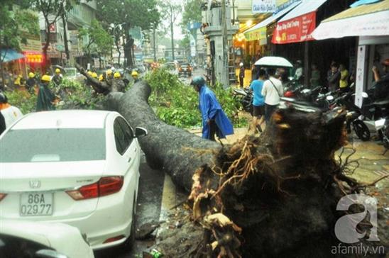 Mưa lớn ở Sài Gòn, hàng chục người giải cứu nạn nhân bị cây cổ thụ đè bất tỉnh