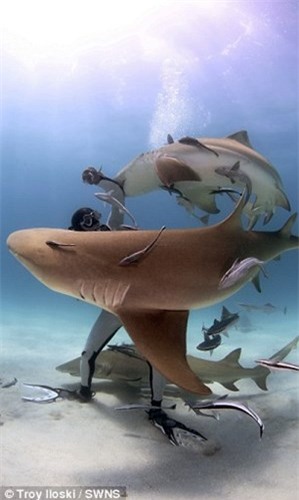 Cho cá mập cắn để dạy cách tự giải thoát khi bị tấn công