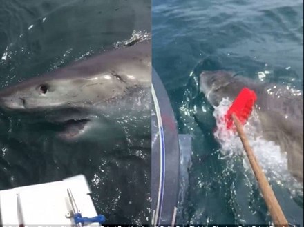 Ngư dân nhanh trí dùng chổi để đuổi con cá mập trắng hung dữ