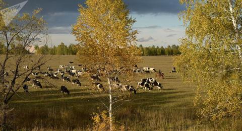 Công ty Pháp mang 5.000 con bò đầu tư vào Nga