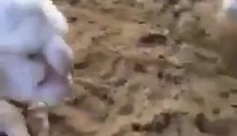 Cừu mang khuôn mặt người gây xôn xao tại Nga
