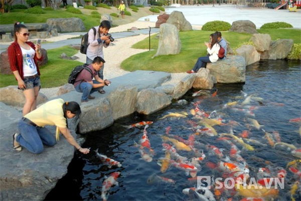 Ngắm hồ cá chép lạ giá nghìn đô giữa Sài Gòn