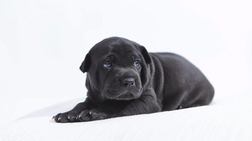 Đại gia Anh rao bán đàn chó Phú Quốc giá 340 triệu/con