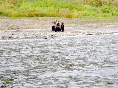 Nghẹn lòng khoảnh khắc gấu mẹ bơi qua sông, chia tay 2 con nhỏ