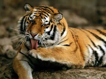Lập khu bảo tồn hổ Amur ở Viễn Đông