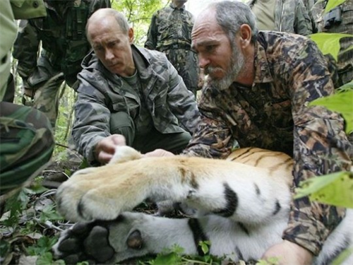 Hổ quý của ông Putin vượt biên sang Trung Quốc