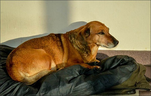 Chú chó được mệnh danh Hachiko của Nga khiến hàng triệu trái tim lay động