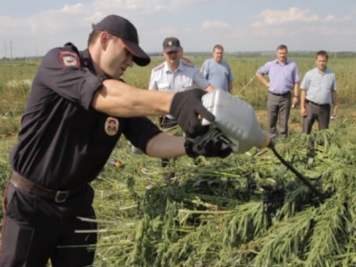 Moskva: Tiến hành chiến dịch truy quét khu trồng cây gây nghiện