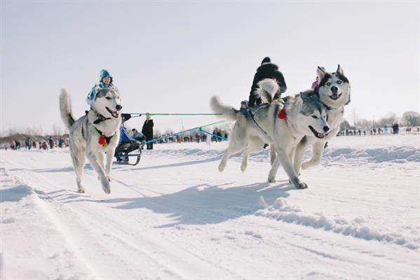 Moskva: 8 công viên có xe trượt tuyết do ngựa, chó hoặc tuần lộc kéo