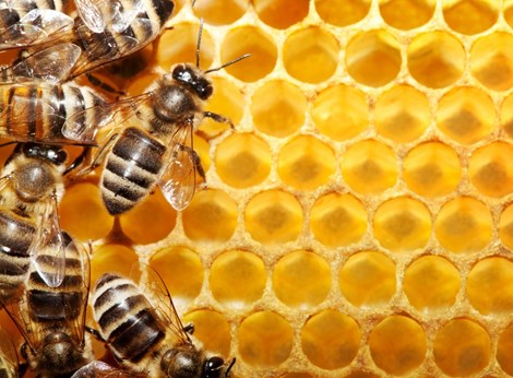 Bị những bệnh này cứ lấy mật ong, sáp ong chữa là khỏi