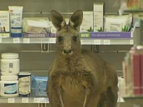 Kangaroo bị thương tự tìm đến hiệu thuốc